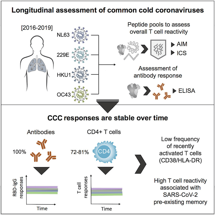 Your body remembers common cold coronaviruses from childhood. How can ...